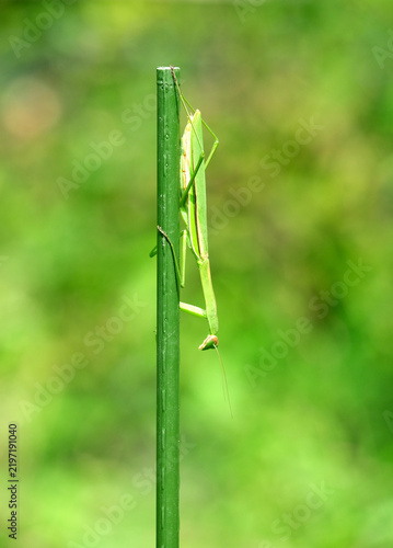 Fototapeta 支柱で待ち構えるカマキリ