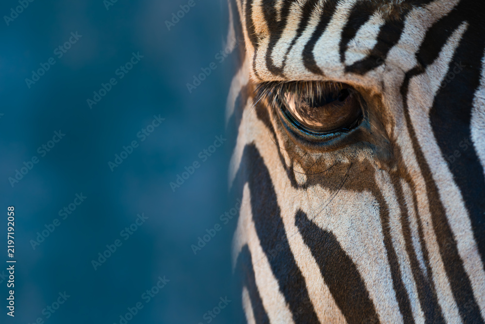 Fototapeta premium Close-up of right eye of Grevy zebra