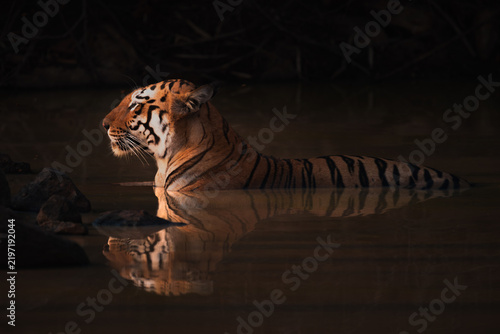 Cuadro en lienzo Bengal tiger lying in shadowy water hole
