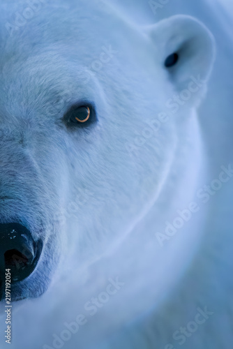 Close-up of half of polar bear face