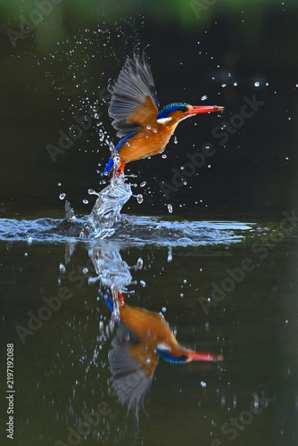 Malachite kingfisher beats wings flying from water