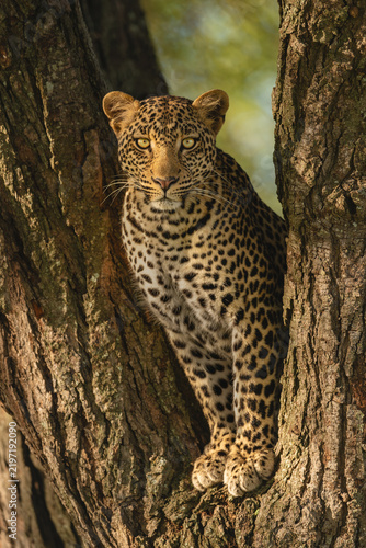 Leopard eyeing camera from fork of tree