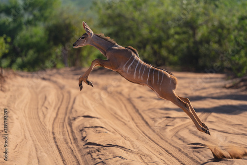 Photography Young greater kudu jumps over sandy track