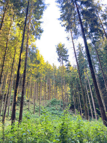Принти на полотні Tall conifers above green forest undergrowth