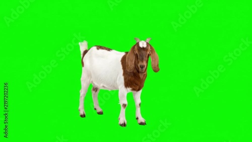 Realistic Goat Natural Movement on Green Screen Background – Farm Animal Video Footage