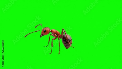 Realistic Ant Natural Movement on Green Screen Background – Insect Wildlife Video Footage