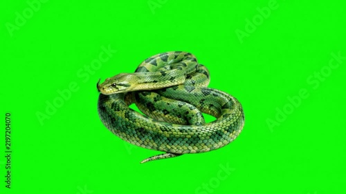 Realistic Anaconda Natural Movement on Green Screen Background – Large Snake Wildlife Video Footage
