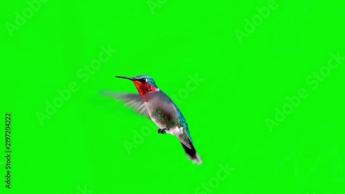 Realistic Hummingbird Natural Movement on Green Screen Background – Bird Wildlife Video Footage