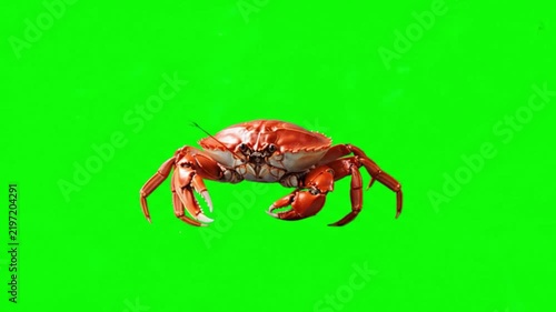 Realistic Crab Natural Movement on Green Screen Background – Marine Animal Video Footage