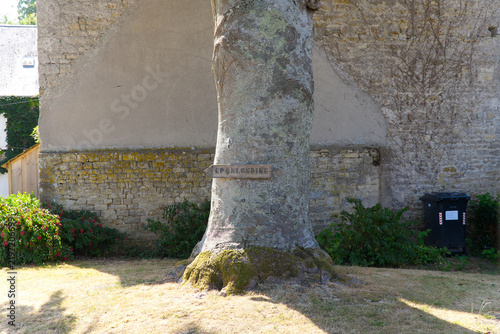 Canvastavla Tree trunk with CP Klondike wooden direction sign at French village of Sainte-Marie-du-Mont on a summer day