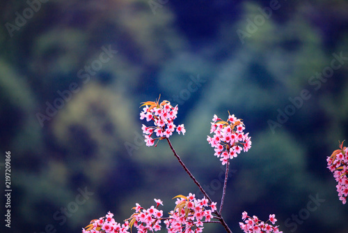 The sweet pink blossoms of the Wild Himalayan Cherry are in beautiful bloom.
