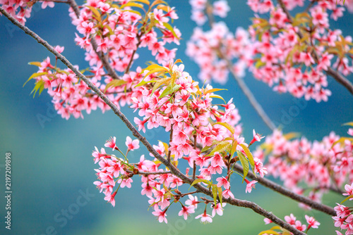 The sweet pink blossoms of the Wild Himalayan Cherry are in beautiful bloom.