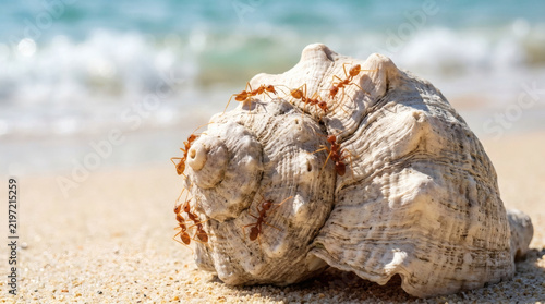 Ants navigating seashell on sand