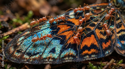 Ants navigating butterfly wing