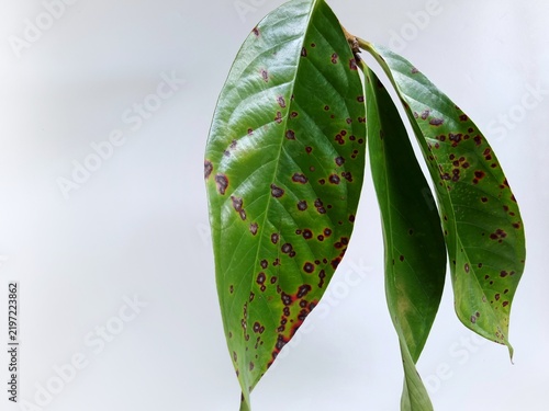 Fotografie Close up of diseased green leaves with dark spots isolated on white background