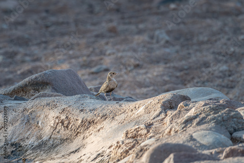 Foto Female Grey Backed sparrow lark in the Namib Desert, Namibia, Africa