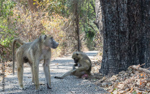 Photography Chacma baboons on a path at Victoria Falls, Zimbabwe