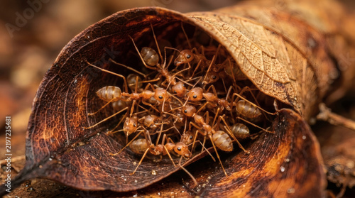 Ants huddling inside autumn leaf
