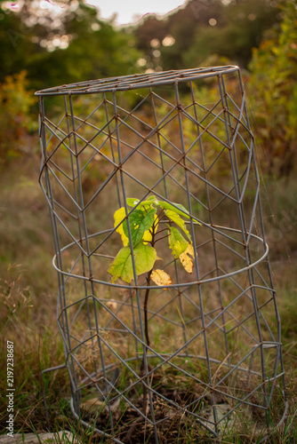 фотографія Young Seedling Growing in Sunlit Meadow at Golden Hour