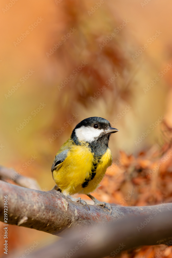 Obraz premium Great tit bird perched on a wooden branch in autumn forest with warm blurry foliage background.