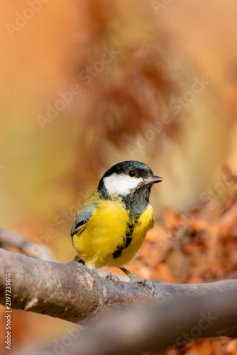 Obraz na plátně Great tit bird perched on a wooden branch in autumn forest with warm blurry foliage background