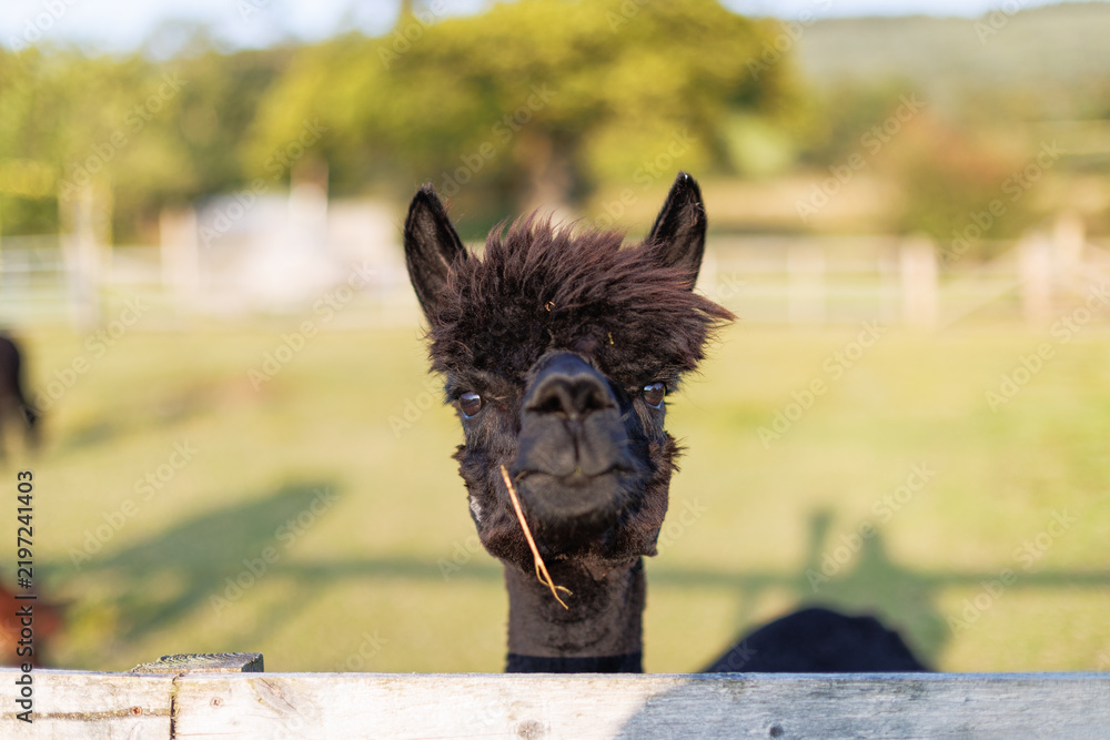 Obraz premium Black alpaca peers through a wooden fence