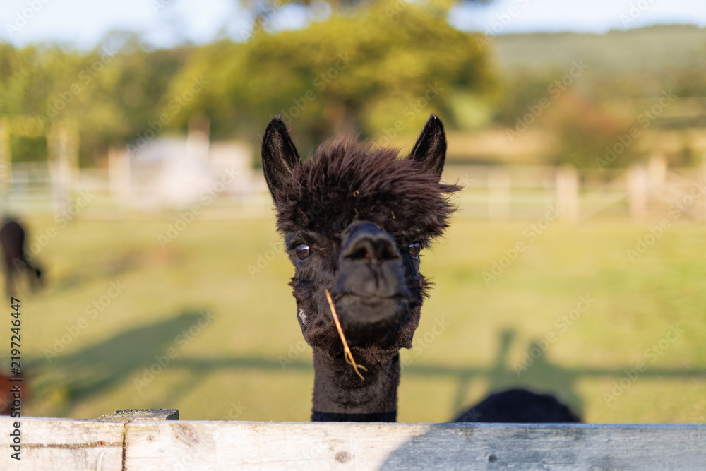Fototapeta premium Black alpaca peers over a wooden fence