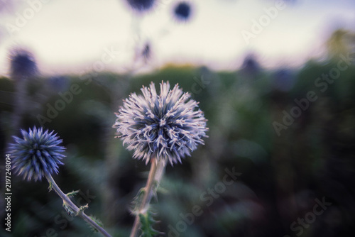 Bild auf Leinwand A lilac-colored globe thistle flower