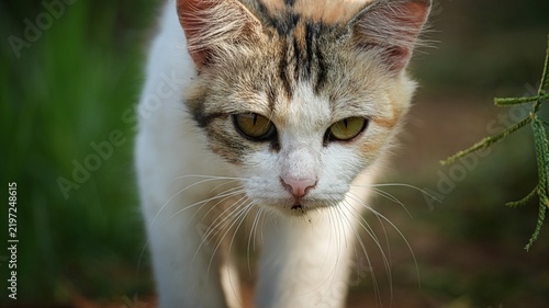Foto Close-up portrait of a tricolor calico cat walking forward in a garden with an intense and focused expression, capturing the feline's predatory instinct in a natural outdoor setting