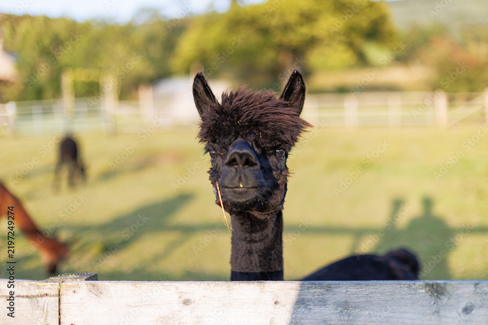 Fototapeta premium Black alpaca peers over a rustic wooden fence
