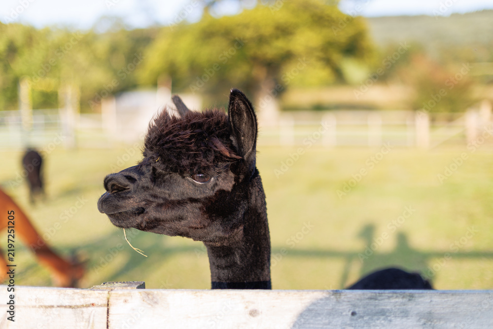 Fototapeta premium Black alpaca peers over a wooden fence
