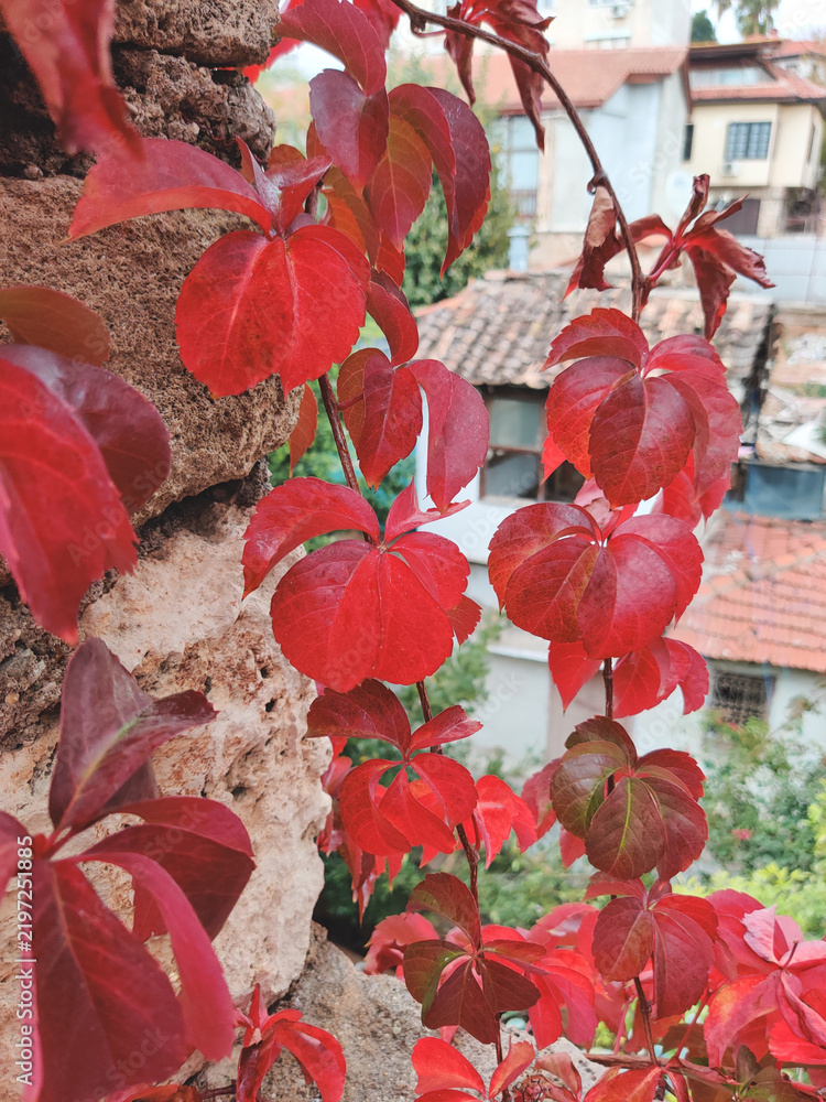 Obraz premium Vibrant red autumn ivy leaves on an ancient stone wall