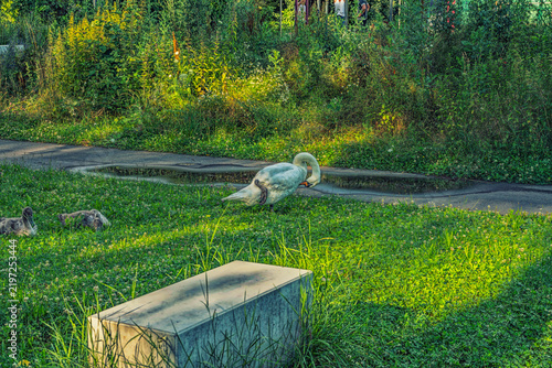 Swan is preening its feathers in a clearing by the paved path
