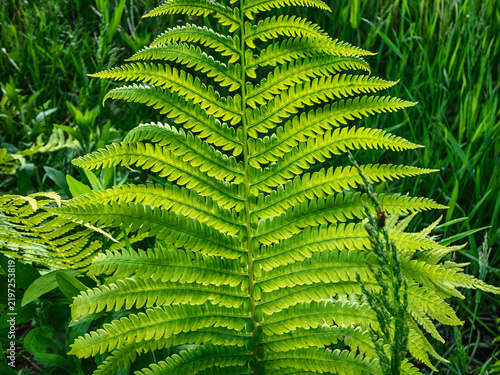 Beautiful fern in the sunlight