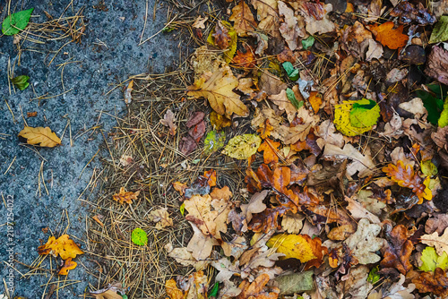 Road, fallen leaves, pine needles