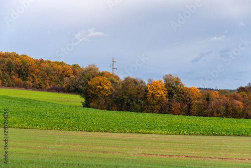 Field, trees, power line