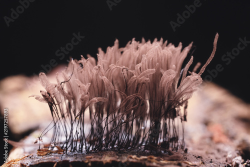 Plasmodium, small unusual mushrooms, mushroom spores, mycelium macro photo