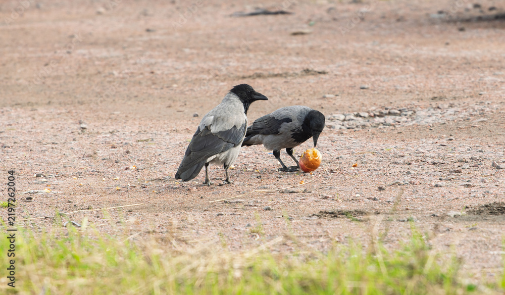Obraz premium Two hooded crows Corvus cornix share a yellow apple fruit food on a ground dirt road. Wild birds interaction, competition and conflict for food in a city park, urban wildlife behavior, intelligent. 