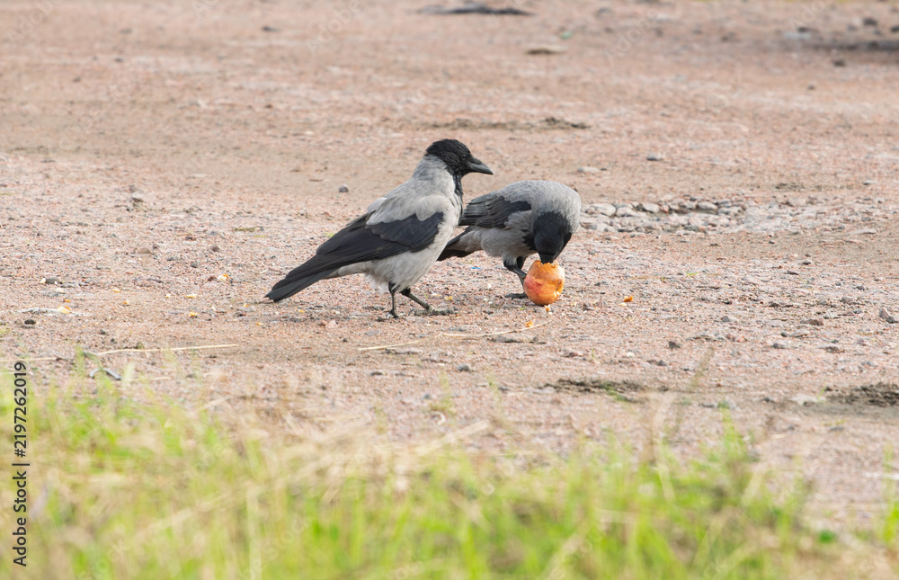 Obraz premium Two hooded crows Corvus cornix share a yellow apple fruit food on a ground dirt road. Wild birds interaction, competition and conflict for food in a city park, urban wildlife behavior, intelligent. 