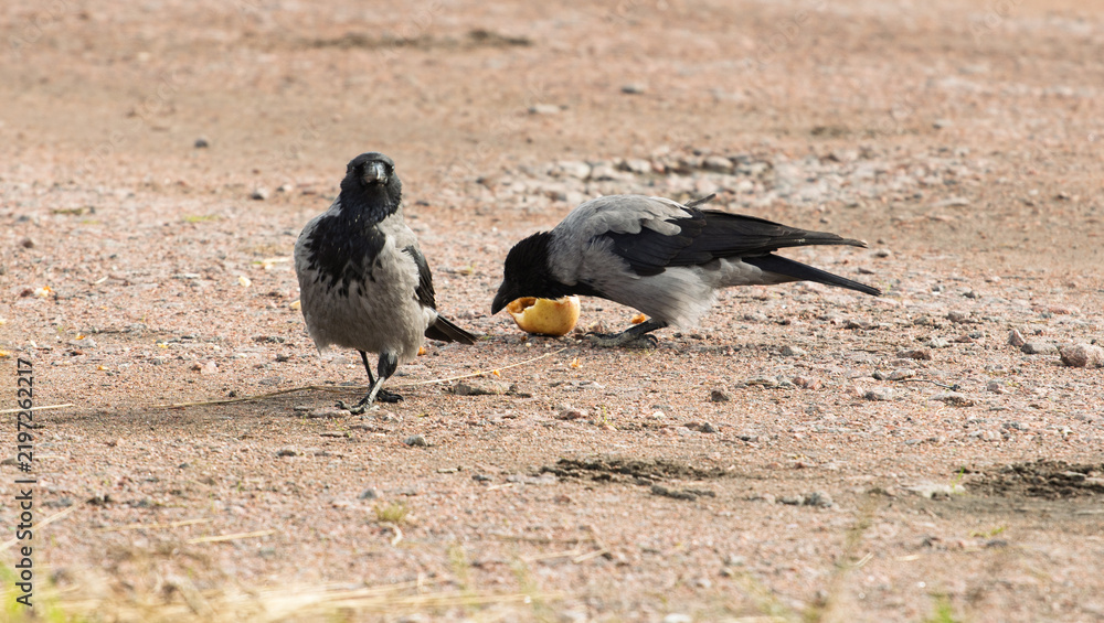 Obraz premium Two hooded crows Corvus cornix share a yellow apple fruit food on a ground dirt road. Wild birds interaction, competition and conflict for food in a city park, urban wildlife behavior, intelligent. 