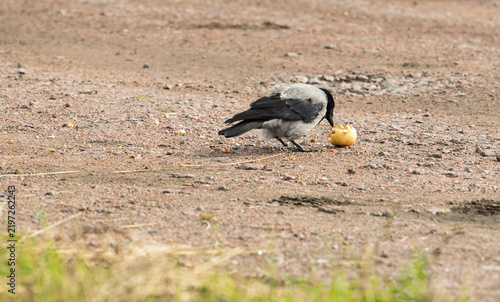 фотографія Hooded crow Corvus cornix eats a whole yellow apple on a ground dirt road