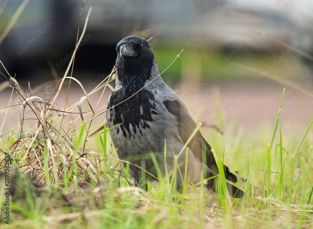 Obraz premium Hooded crow Corvus cornix stands on a green grass lawn with dry twigs in a city park. Close up front view of a grey and black wild bird looking at the camera, urban wildlife fauna, spring or summer. 