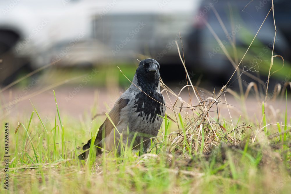 Obraz premium Hooded crow Corvus cornix stands on a green grass lawn with dry twigs in a city park. Close up front view of a grey and black wild bird looking at the camera, urban wildlife fauna, spring or summer. 