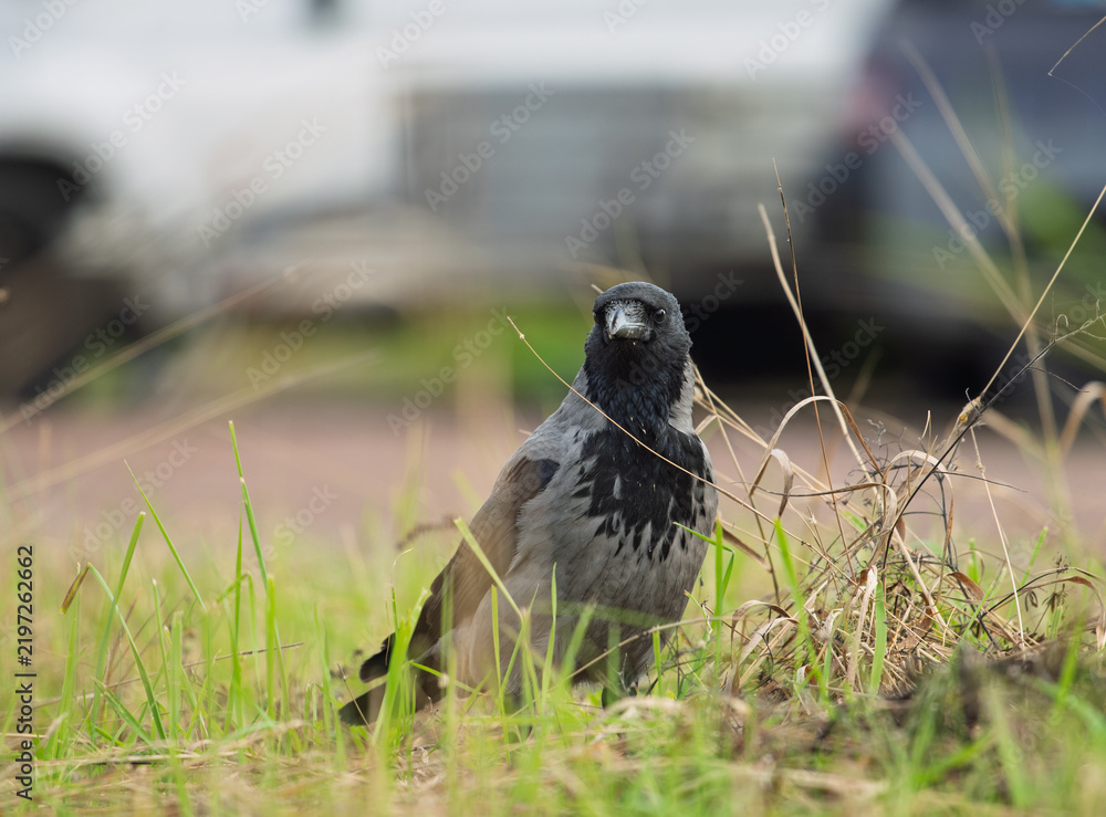 Obraz premium Hooded crow Corvus cornix stands on a green grass lawn with dry twigs in a city park. Close up front view of a grey and black wild bird looking at the camera, urban wildlife fauna, spring or summer. 