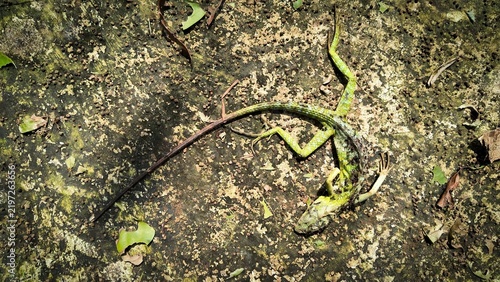 Cuadro en lienzo High angle close up of a dead green lizard carcass decomposing on the rough mossy stone ground in the garden, illustrating the natural cycle of life and death in the animal kingdom
