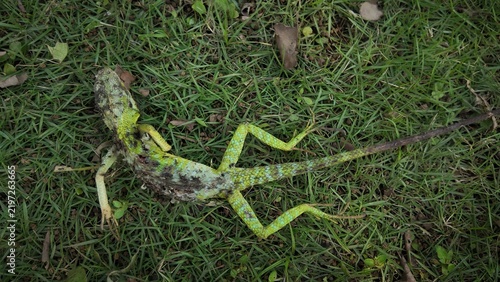 Quadro su tela High-angle close-up shot of a dead green crested lizard (Bronchocela) lying on a patch of green grass, illustrating the concept of natural decay, wildlife mortality, and the cycle of life