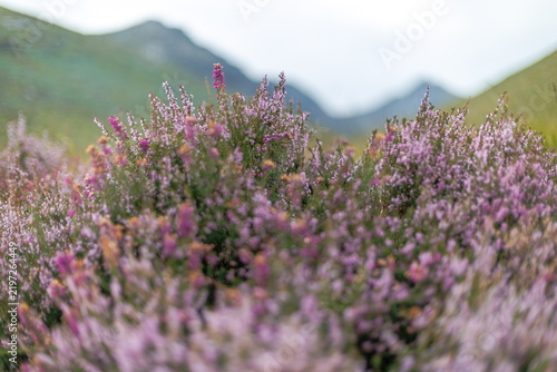 Photography Purple heather blooms blanket rolling hills in the Glen Rosa valley on Arran, Sc