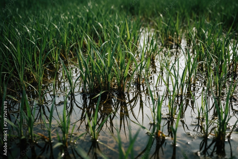 Fototapeta premium Green grass blades grow in shallow water covering wet ground. Reflections of plants in pooled water create natural texture. Fresh vegetation thrives in a marshy outdoor area after rainfall.