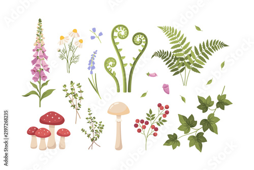 Collection of hand drawn forest plants and mushrooms isolated on a white background.