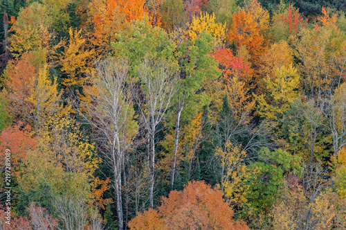 Autumn landscape of a forest from Lake of the Clouds overlook, Porcupine Mountains Wilderness State Park, Michigan's Upper Peninsula, USA
